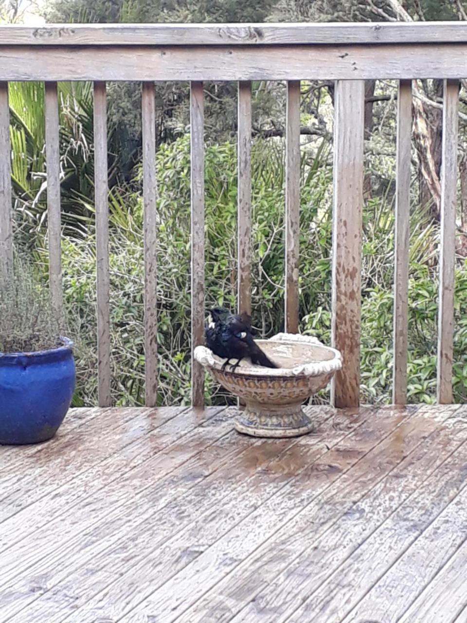 Tastebuds Bed N Breakfast Auckland Dış mekan fotoğraf